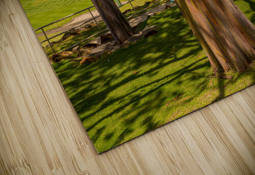 Group of three rainbow eucalyptus trees  Steve Heap puzzle