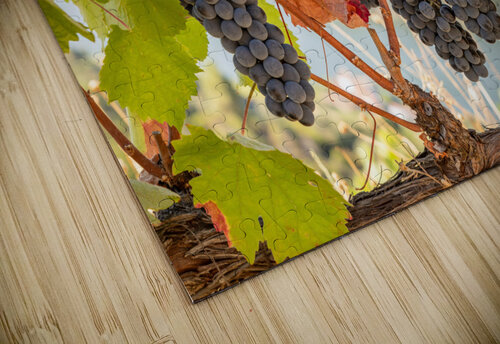 Grapes for port wine by the River Douro Steve Heap puzzle