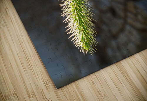 Backlit grass seedhead thought to be Timothy Steve Heap puzzle