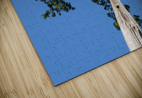 Old Cedar tree at Appomattox National Park Steve Heap puzzle