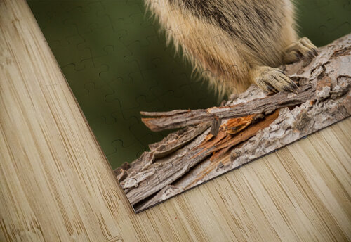 Cute Chipmunk well fed on nuts and seeds Steve Heap puzzle