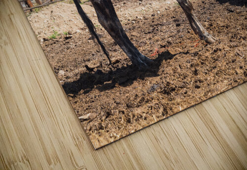 Old Longhorn bull in paddock Steve Heap puzzle