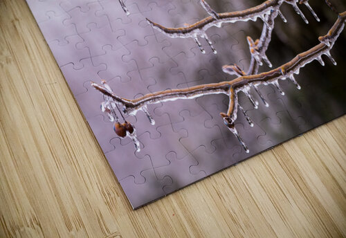 Ice covered branches start to melt to icicles Steve Heap puzzle
