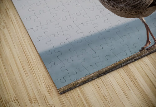 Seagull on promenade in Brighton Steve Heap puzzle