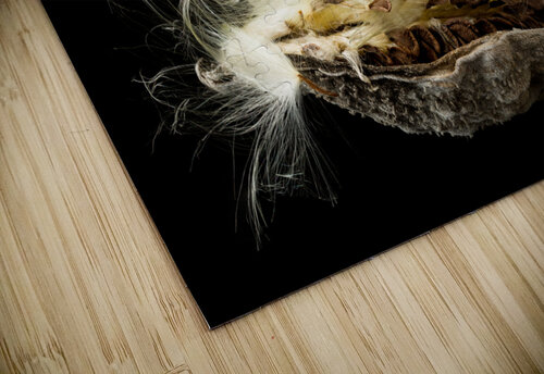 Macro photo of swamp milkweed seed pod Steve Heap puzzle