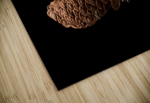 Macro photo of swamp milkweed seed pod Steve Heap puzzle