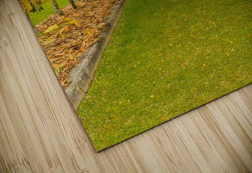 Laburnum Arch in full bloom over grass path Steve Heap puzzle