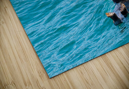 Sea Otter floating in Resurrection Bay near Seward Steve Heap puzzle