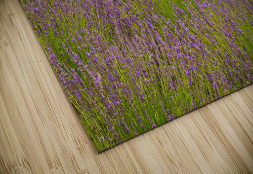Lavender plants in blossom in early July in detail Steve Heap puzzle