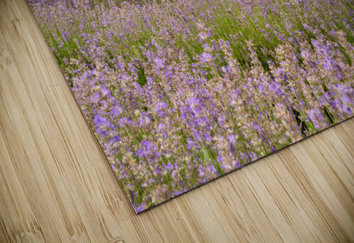 Lavender plants in blossom in early July with building Steve Heap puzzle