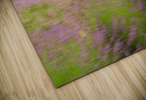 Blurred lavender plants in blossom in early July Steve Heap puzzle