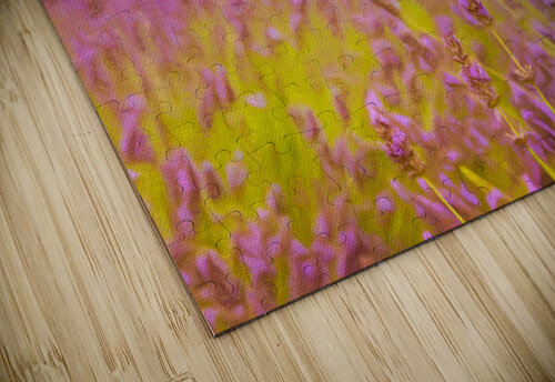 Pastel drawing of lavender plants in blossom Steve Heap puzzle