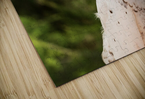 Close up of Snowy Owl against green rainforest Steve Heap puzzle