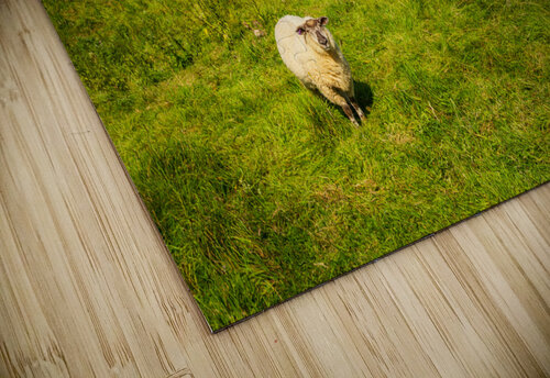 Church St James across sheep in Chipping Campden Steve Heap puzzle