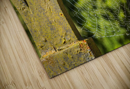 Dew glistening cobweb on gate Steve Heap puzzle