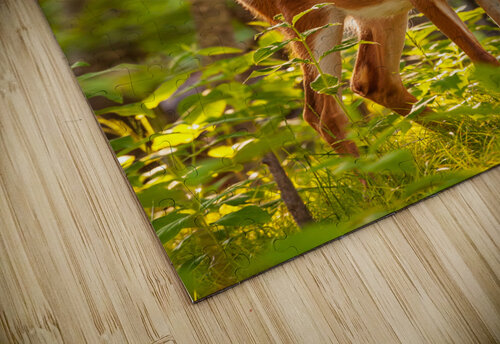 White tailed deer feeds at Big Meadow Steve Heap puzzle