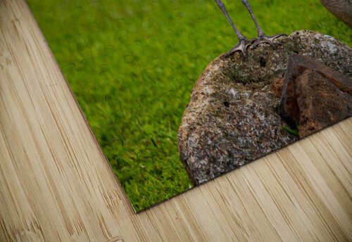 Pair of nene geese Steve Heap puzzle