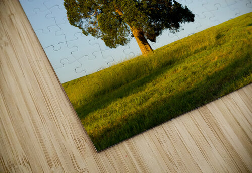 Large tree dominates small tree on hillside Steve Heap puzzle