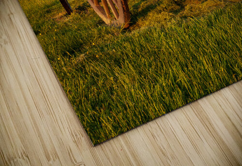 Cart on Manassas Battlefield Steve Heap puzzle