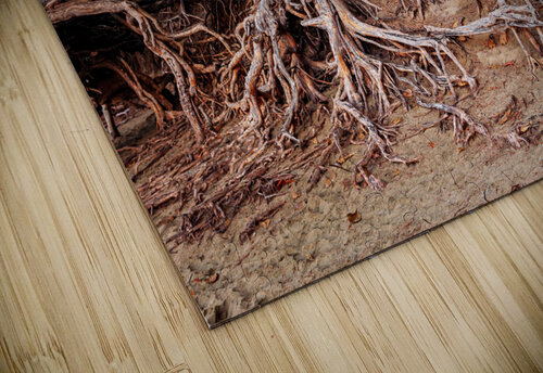 Storm erosion on tree roots at Kee beach Steve Heap puzzle