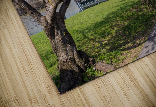 Ruby Amphitheater by walking trail  by the river in Morgantown W Steve Heap puzzle