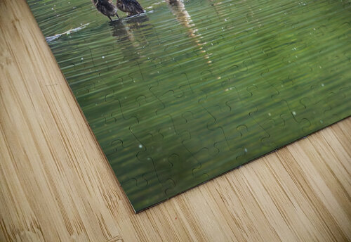 Group of ducklings washing in lake at dusk Steve Heap puzzle