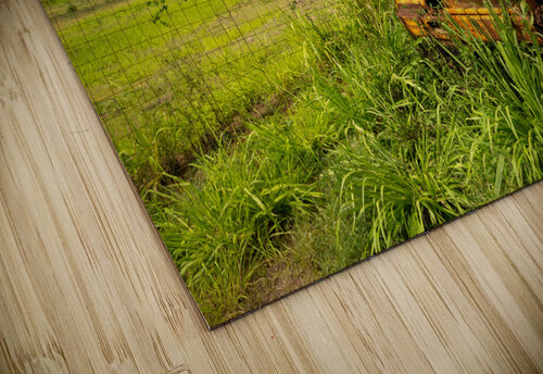 Abandoned truck by old sugar mill at Koloa Kauai Steve Heap puzzle