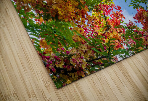 Gorgeous rainbow shower tree blossoms against blue sky Steve Heap puzzle