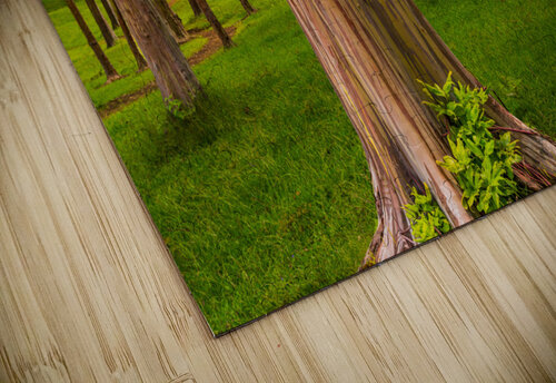 Group of rainbow eucalyptus trees in Keahua Arboretum Steve Heap puzzle