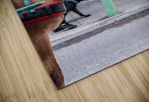 Portrait of horse pulling carriage with black dog on sidewalk Steve Heap puzzle