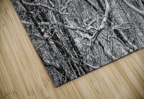 Twisted intertwined snow covered tree trunks at Coopers Rock Steve Heap puzzle