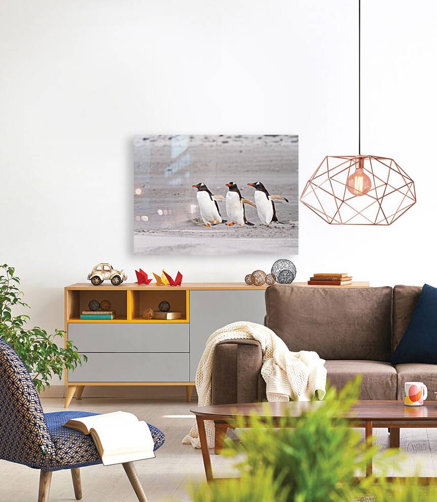 Three Gentoo penguins at Bluff Cove  running on sandy beach Reproduction