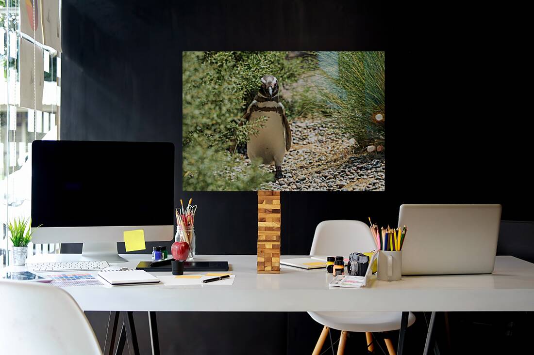 Single male magellanic penguin in plants in Punta Tombo Reproduction