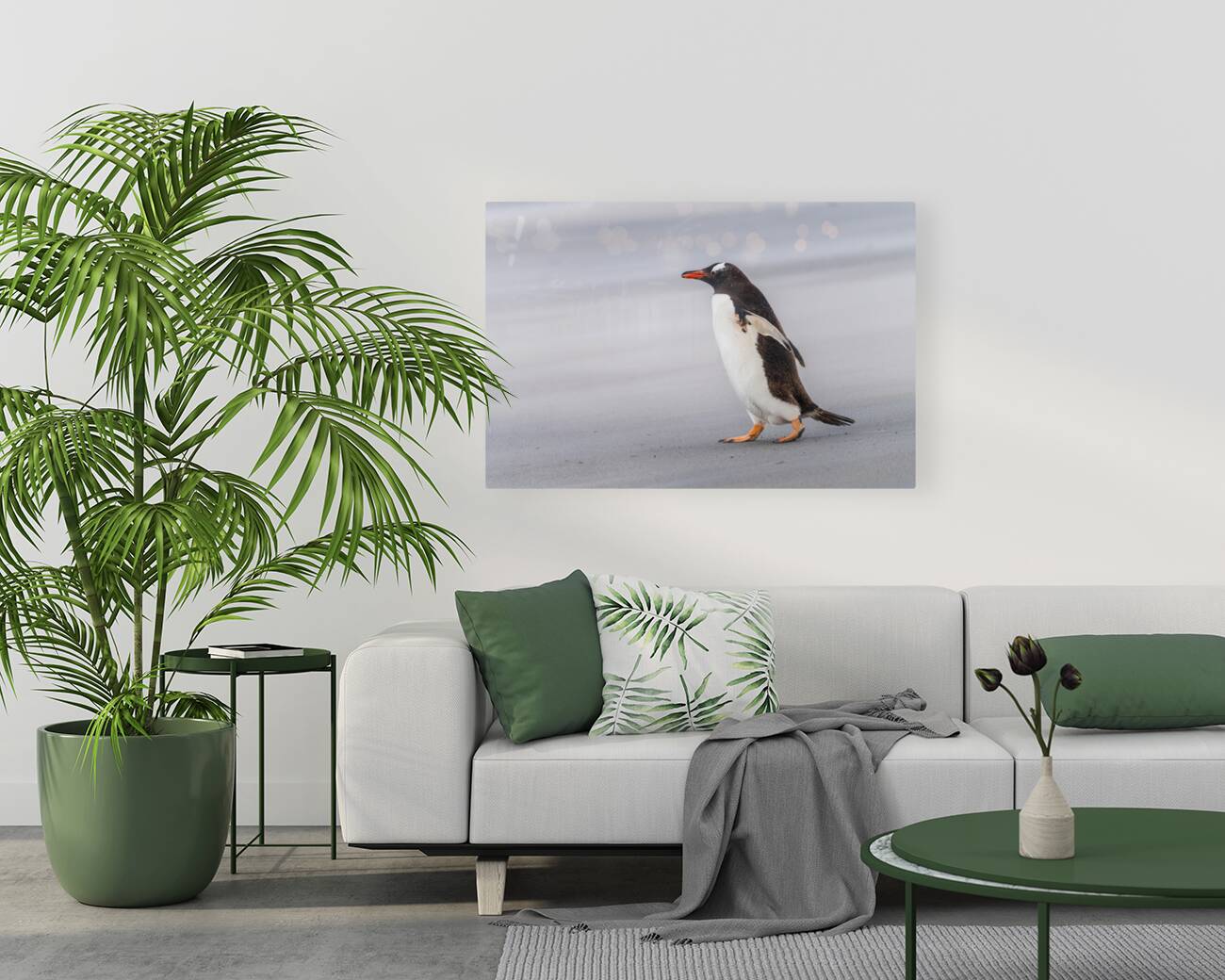 Single Gentoo penguin on Falklands walking to ocean Reproduction