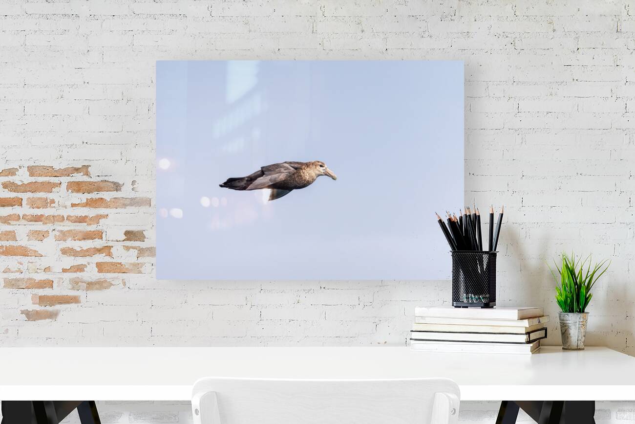 Southern giant petrel flying alongside cruise ship in South Atla Reproduction