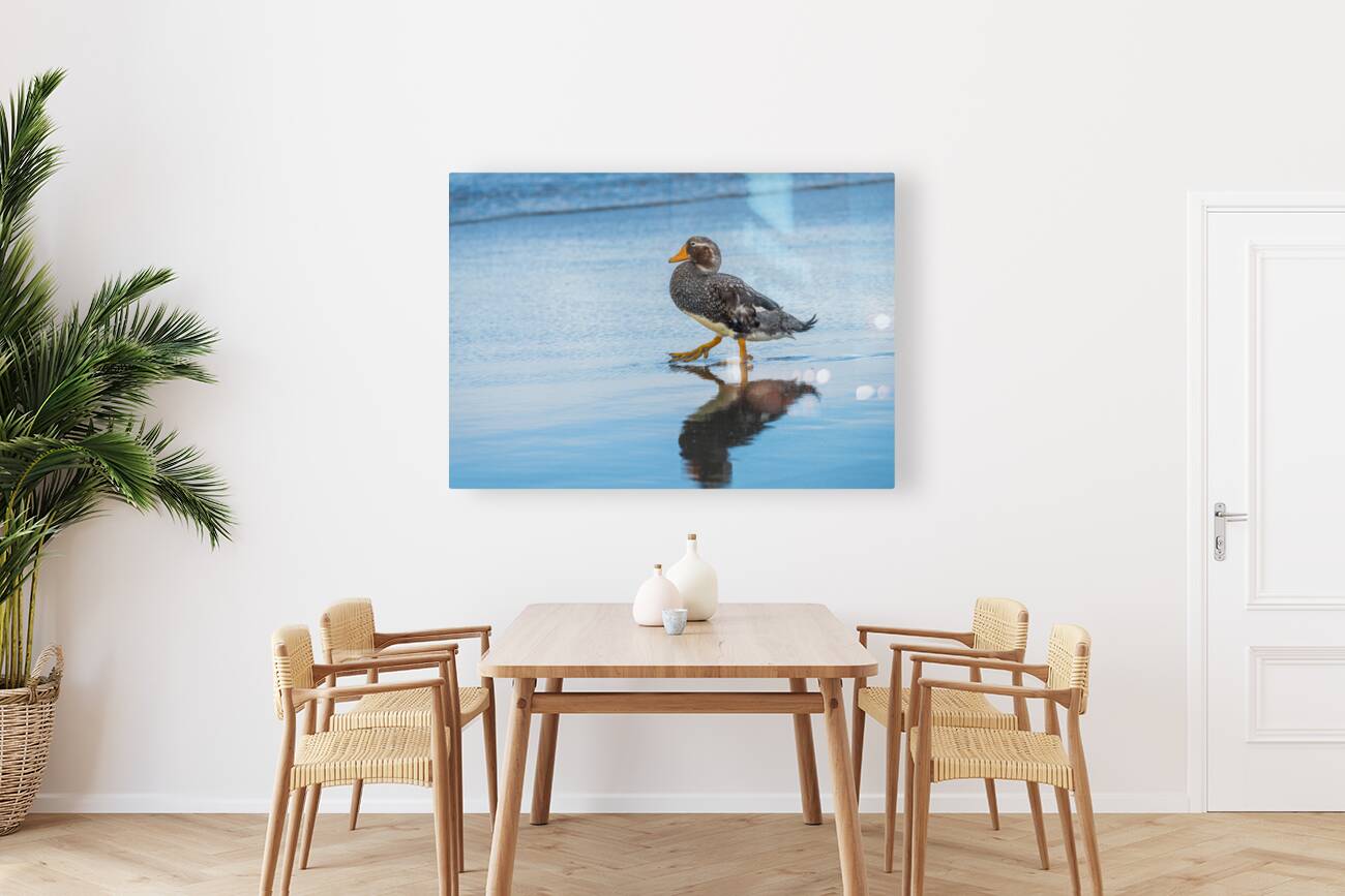 Falkland Steamer duck walking in the surf on Falklands Islands Reproduction