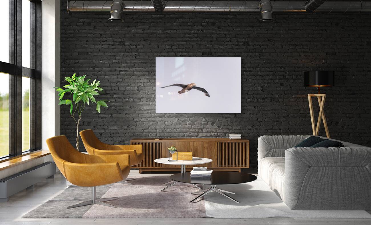 Southern giant petrel flying alongside cruise ship in South Atla Reproduction