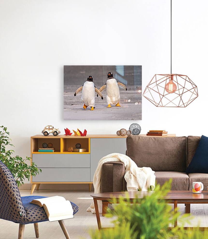 Two Gentoo penguins at Bluff Cove on Falklands walking to ocean Reproduction