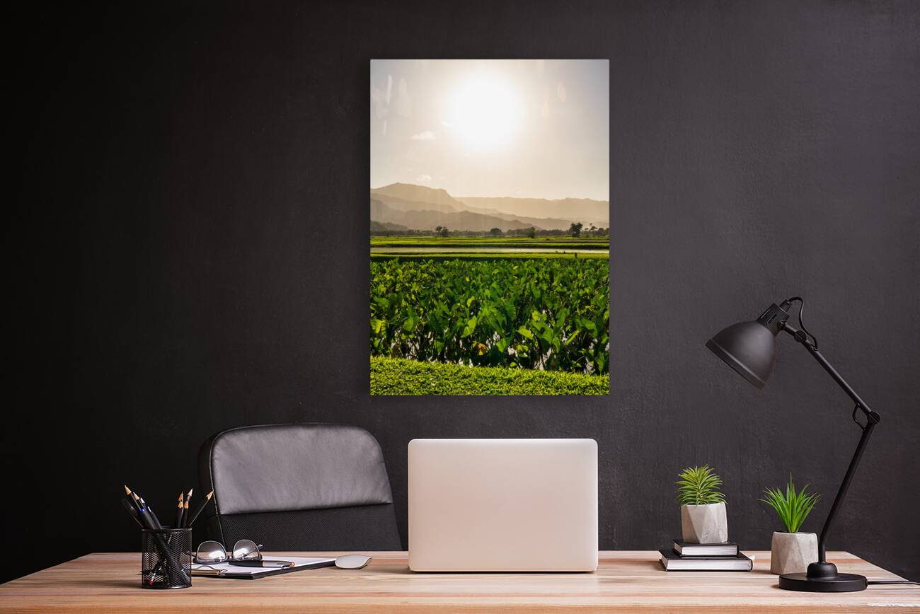 Verdant taro fields thrive under the Hawaiian sun near Hanalei B Reproduction