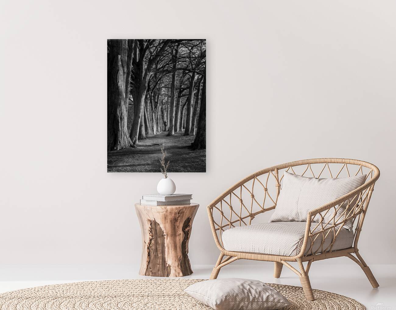 Large cypress trees in Cypress Bend Park by the side of Guadalup Reproduction