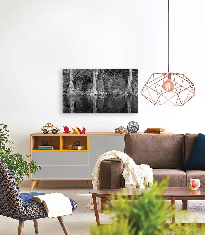 Large cypress trees in Cypress Bend Park alongside Guadalupe Riv Reproduction