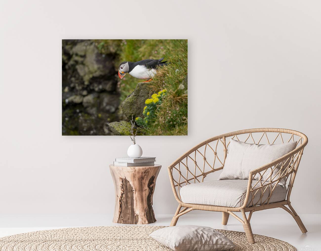 Single puffin on the cliffs in the Skalanes Nature and Heritage  Reproduction