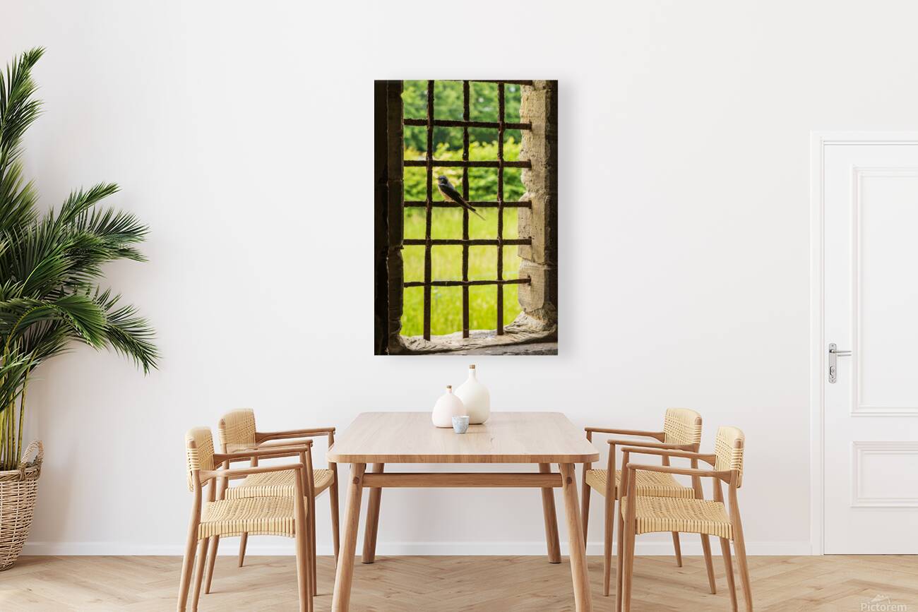Barn swallow perched on the bars of window of 13th Century forti Reproduction