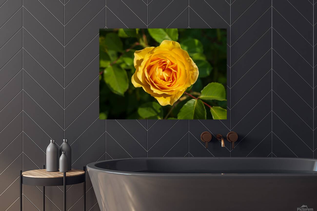 Golden butter colored single rose known as the absolutely fabulo Reproduction