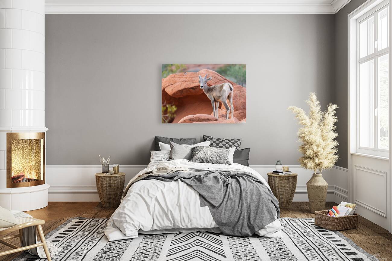 Bighorn sheep lamb grazing among formations in Valley of Fire st Reproduction