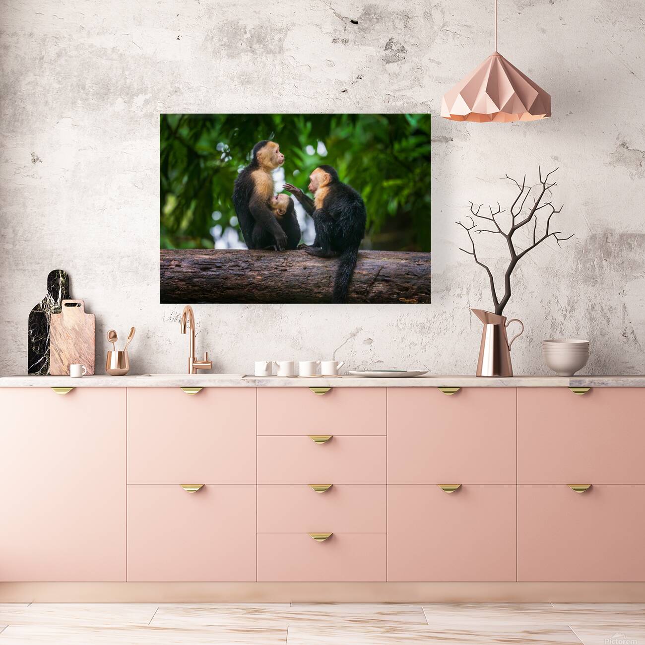 Close up of a family or group of white faced Capuchin Monkeys in Reproduction