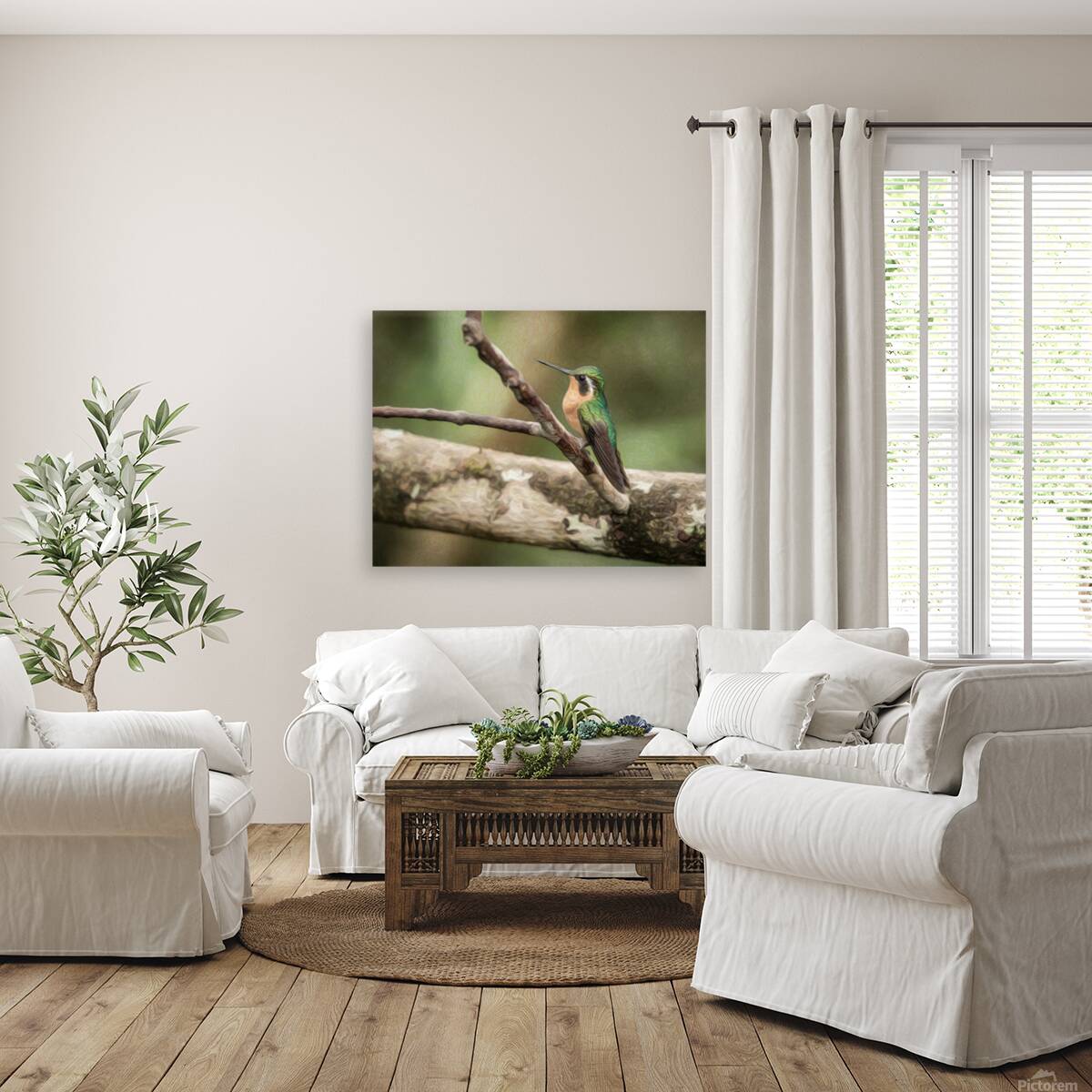 White throated mountaingem hummingbird perched on a twig  in Cos Reproduction