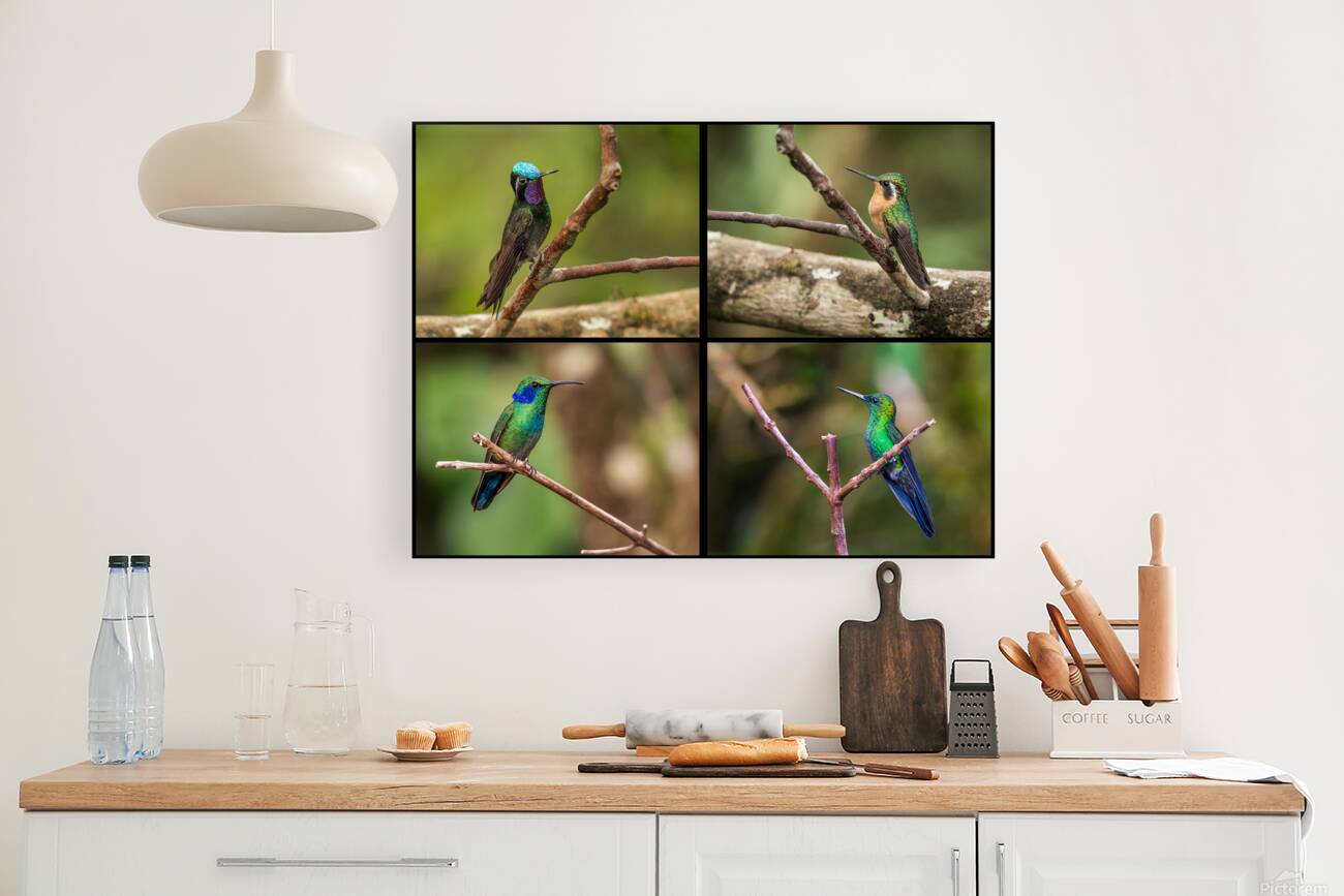 Montage of four humming birds from Costa Rica Reproduction