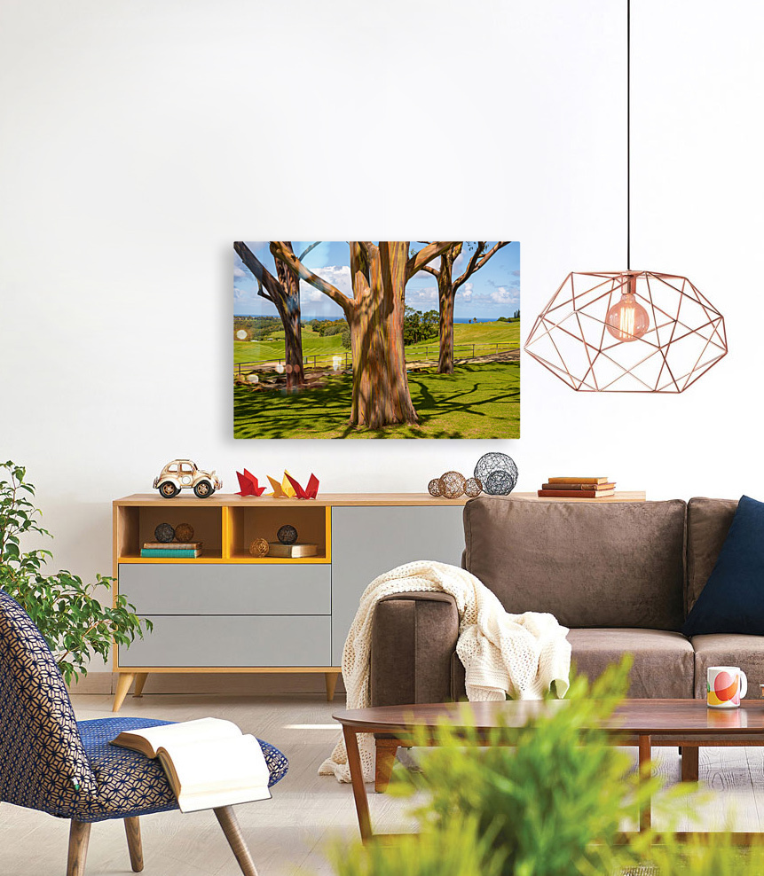 Group of three rainbow eucalyptus trees  Reproduction