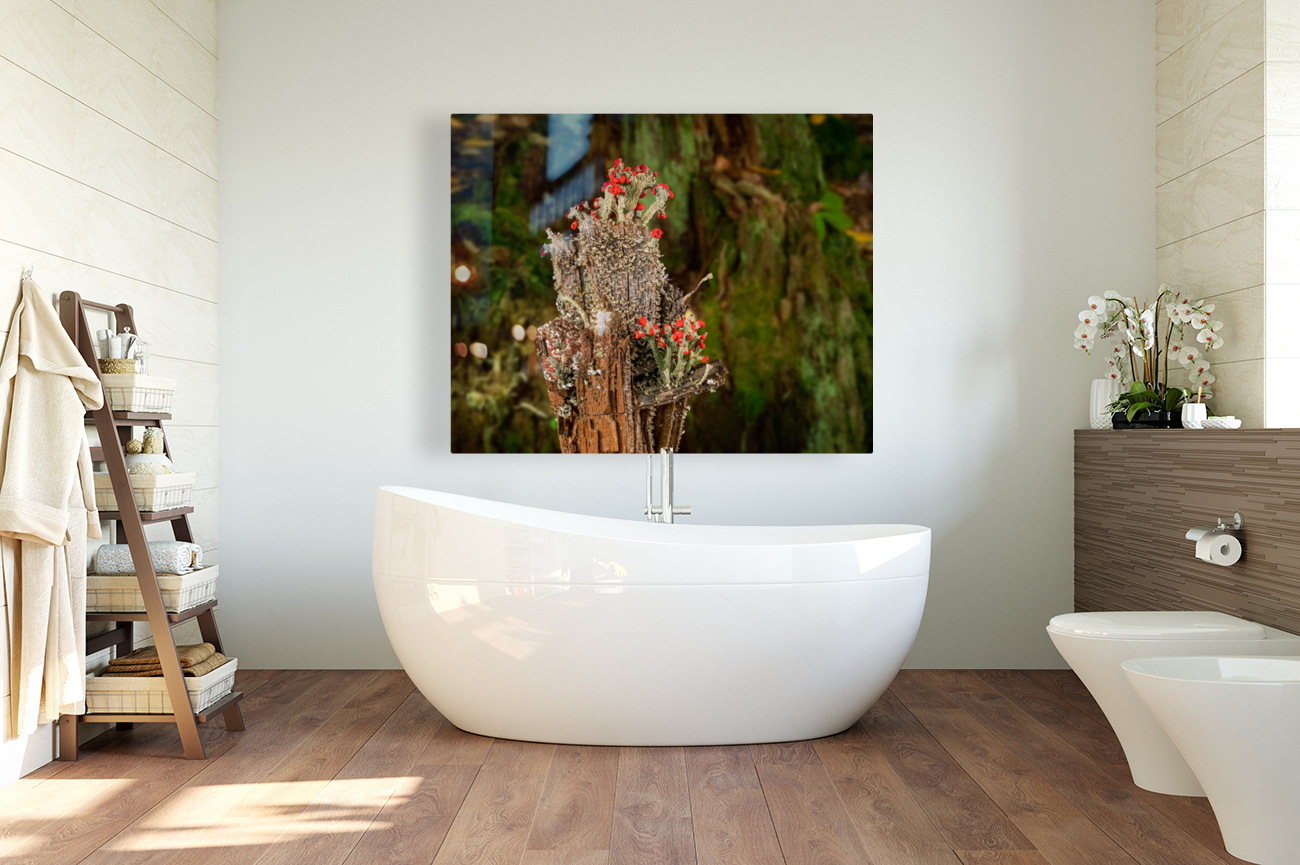 Cladonia cristatella or British Soldiers Lichen or algae Reproduction